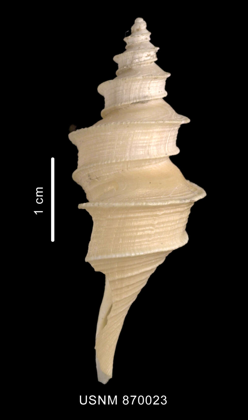 Plancia ëd Aforia multispiralis Dell 1990