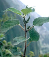 Image of Forest Peperomia