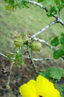 Image of Brackenridge's rosemallow