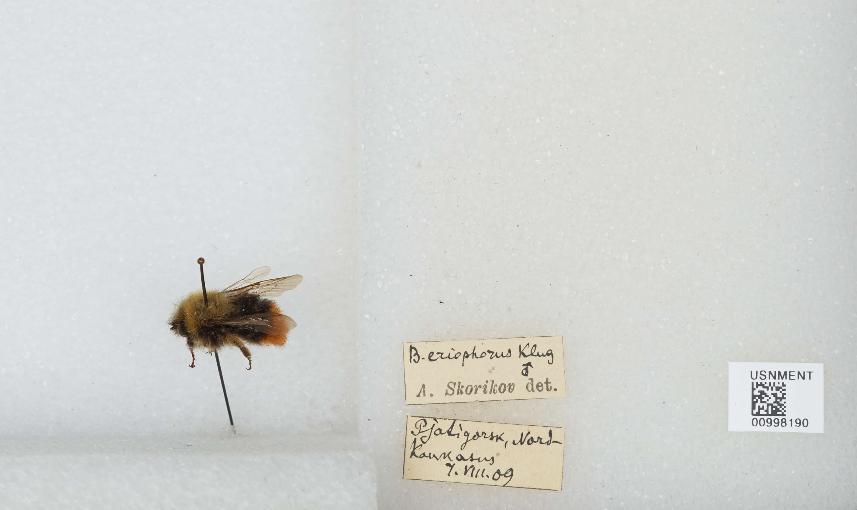 Image of Red tailed bumblebee