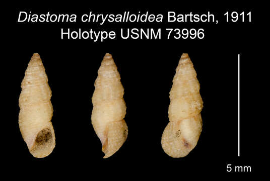 Plancia ëd Diastoma chrysalloidea Bartsch 1911