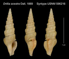 Image of Compsodrillia acestra (Dall 1889)