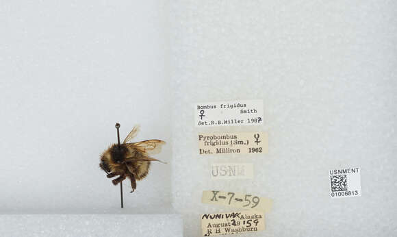 Image of Frigid Bumble Bee