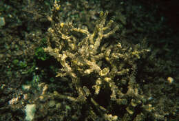 Image of Hydropuntia eucheumatoides (Harvey) Gurgel & Fredericq 2004