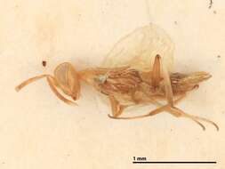 Image of Meromyzobia deserticola Gordh 1987