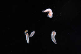 Image of Typhloscolecidae