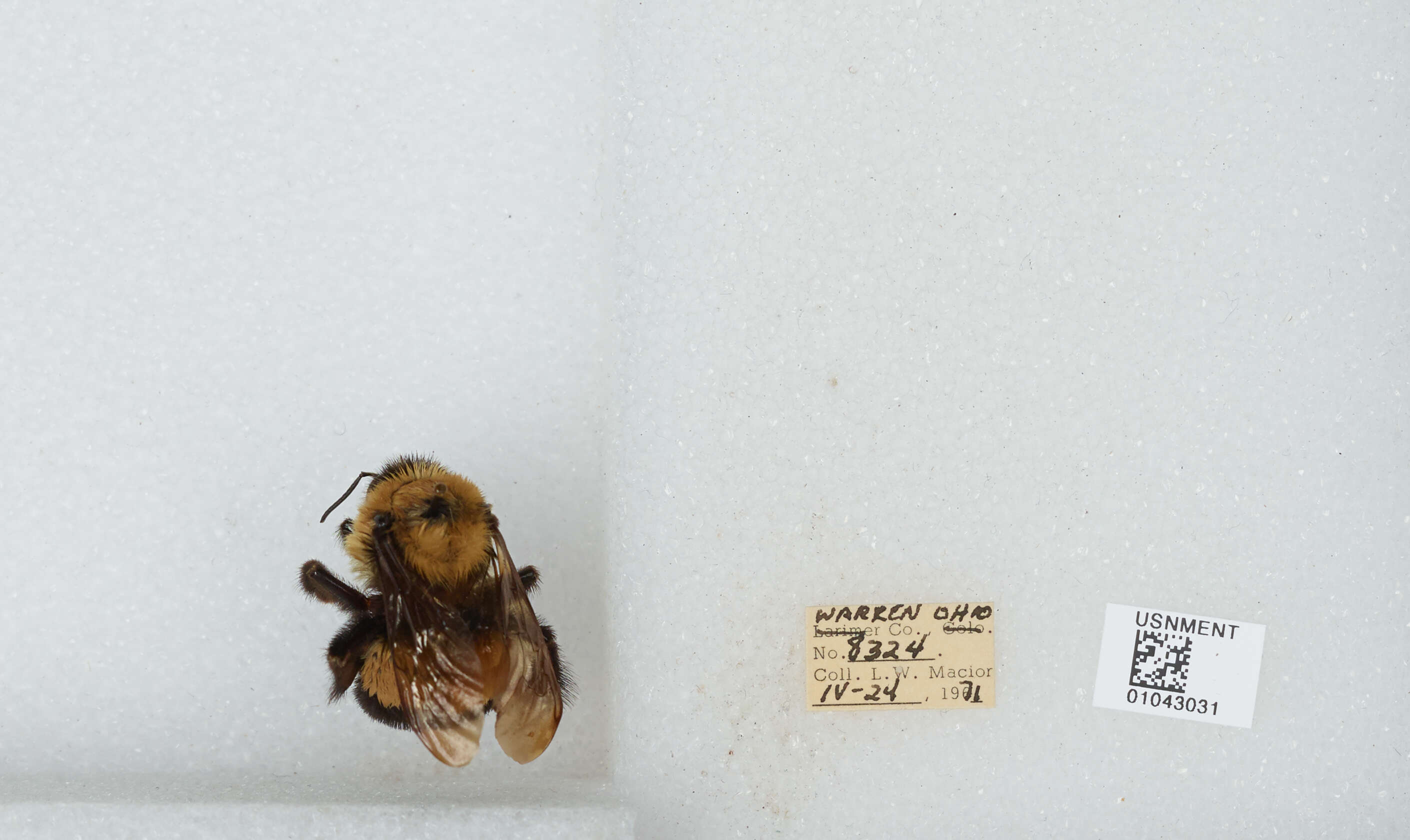 Слика од Bombus affinis Cresson 1864