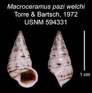 Imagem de Macroceramus pazi welchi C. Torre & Bartsch 2008