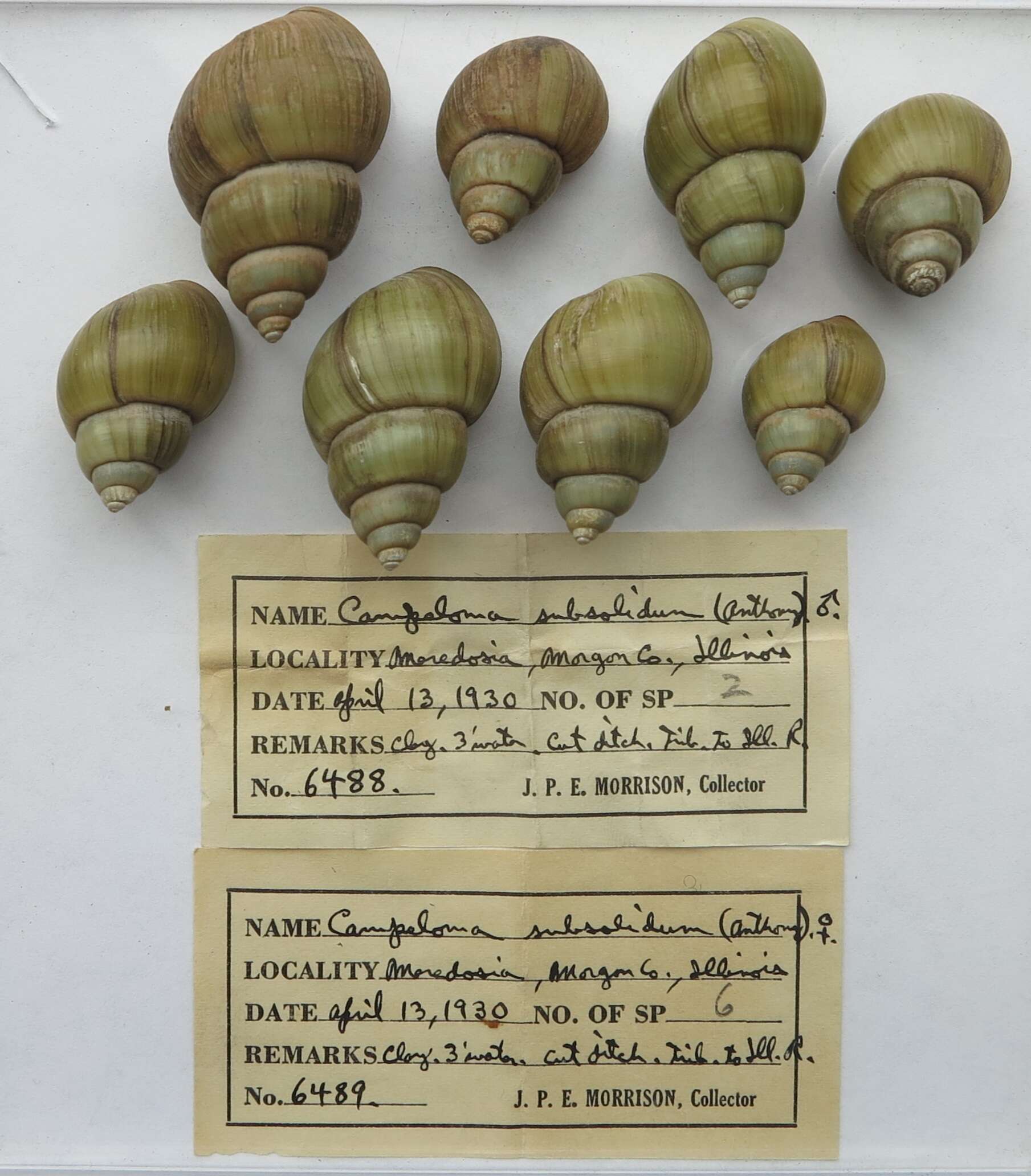 Image de Campeloma Rafinesque 1819