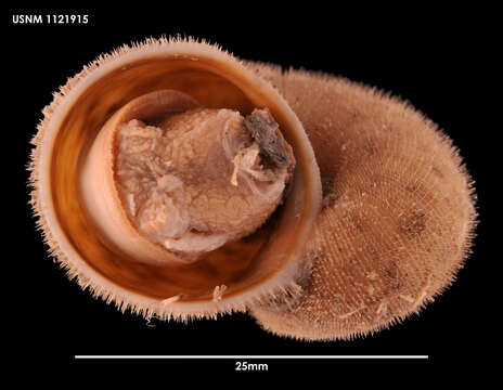 صورة Torellia mirabilis (E. A. Smith 1907)