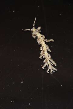 Image of Limenandra confusa Carmona, Pola, Gosliner & Cervera 2014