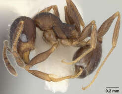 Image of Pheidole wheelerorum MacKay 1988