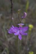 Image of Tuberous Grasspink