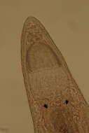 Image of Rhabdocoela