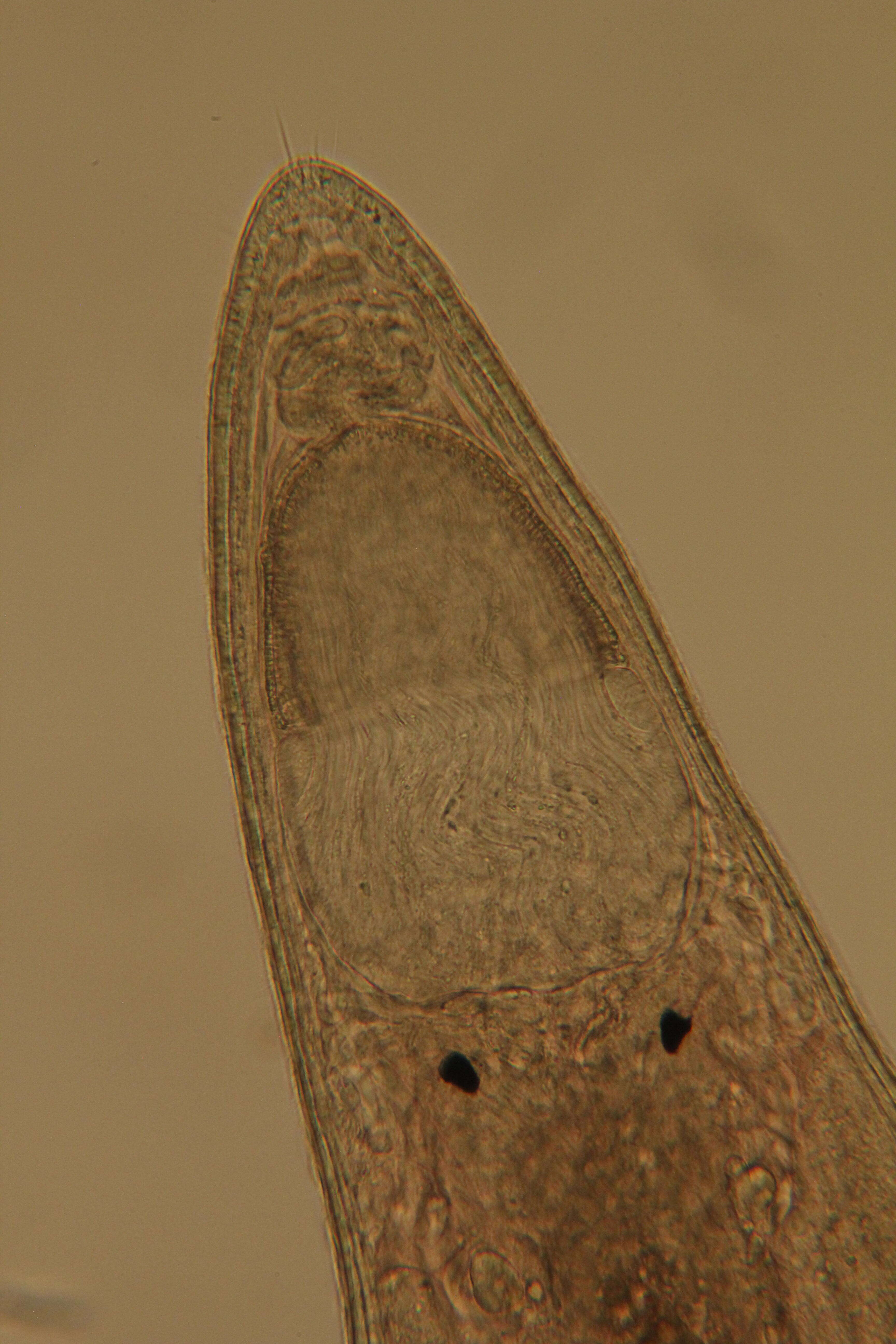 Image of Rhabdocoela