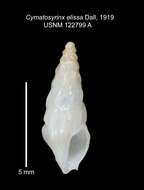 Image of Leptadrillia elissa (Dall 1919)