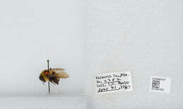 Слика од Bombus affinis Cresson 1864