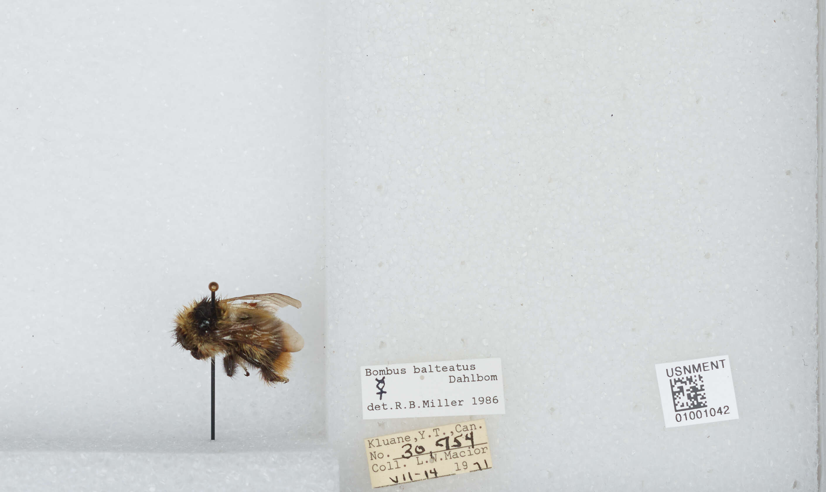 Image de Bombus balteatus Dahlbom 1832