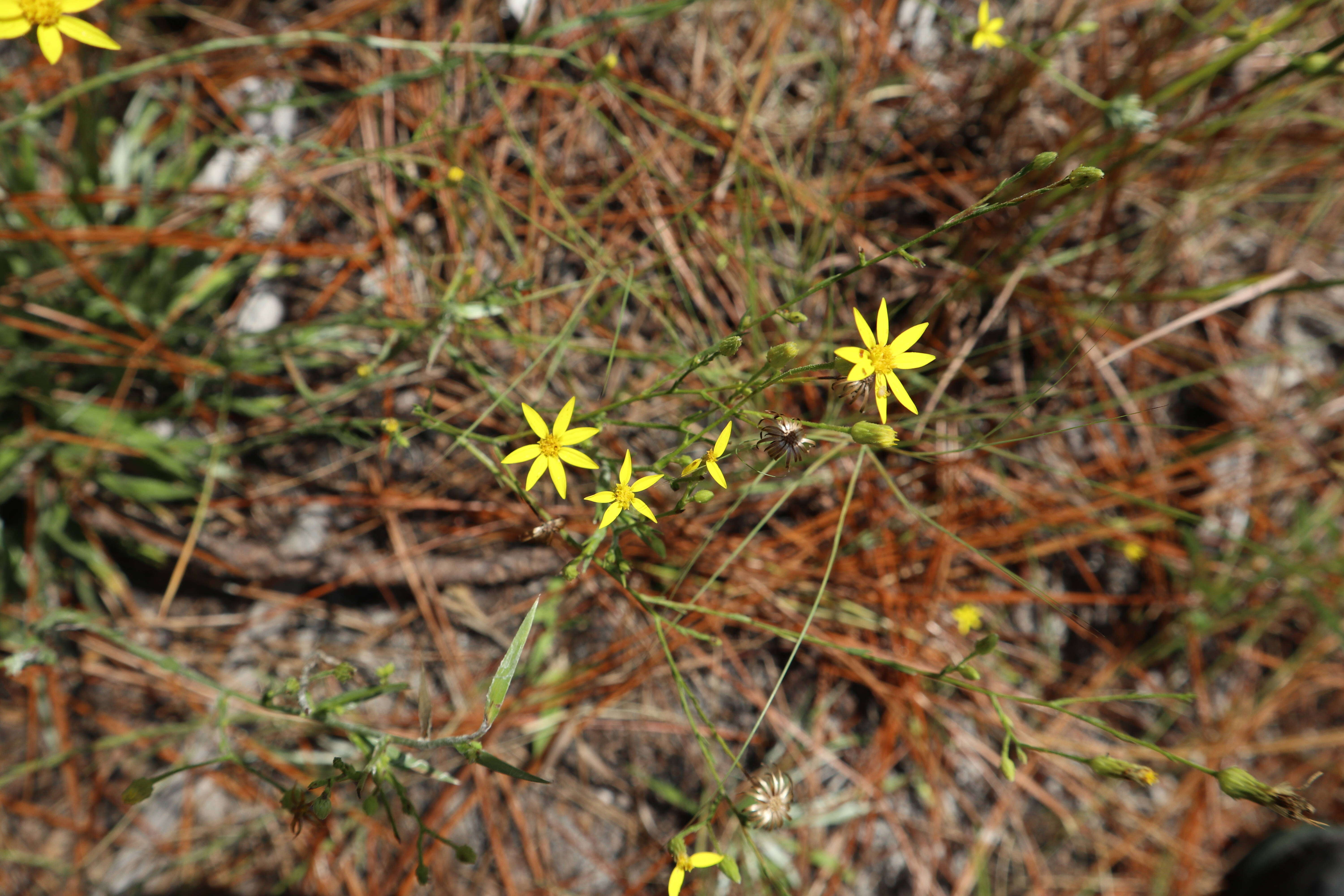 Image de <i>Pityopsis <i>graminifolia</i></i> var. graminifolia