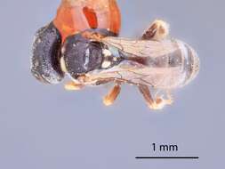 Image de Belomicrus cladothricis (Cockerell 1895)