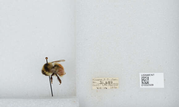 Image de Bombus sylvicola Kirby 1837