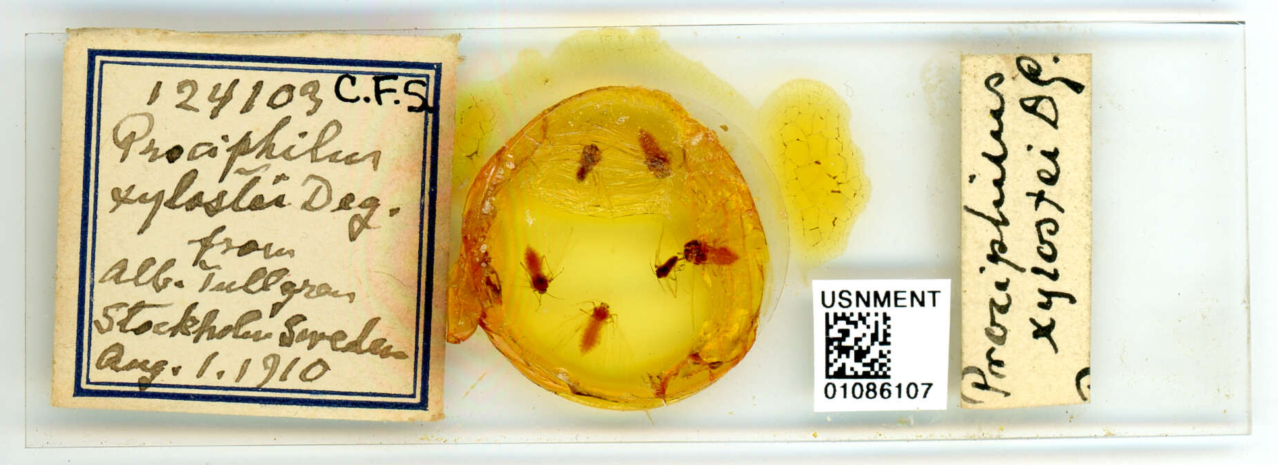 Image of Aphid