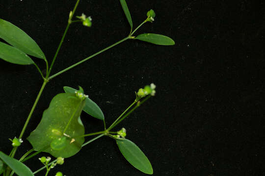 Image of grassleaf spurge