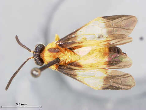 Image of Caloptilia Ashmead 1898