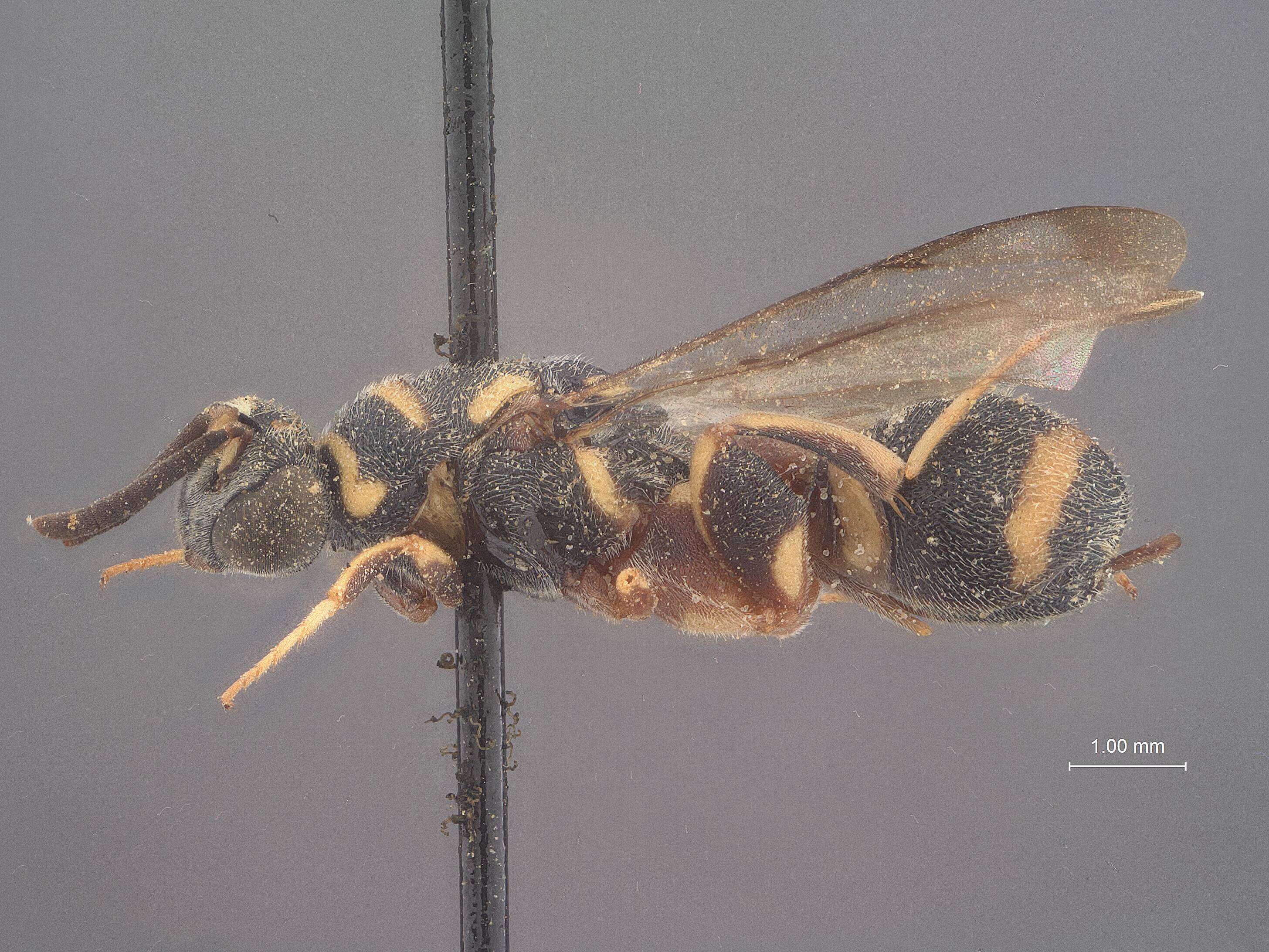 Image of Leucospis pyriformis (Weld 1922)