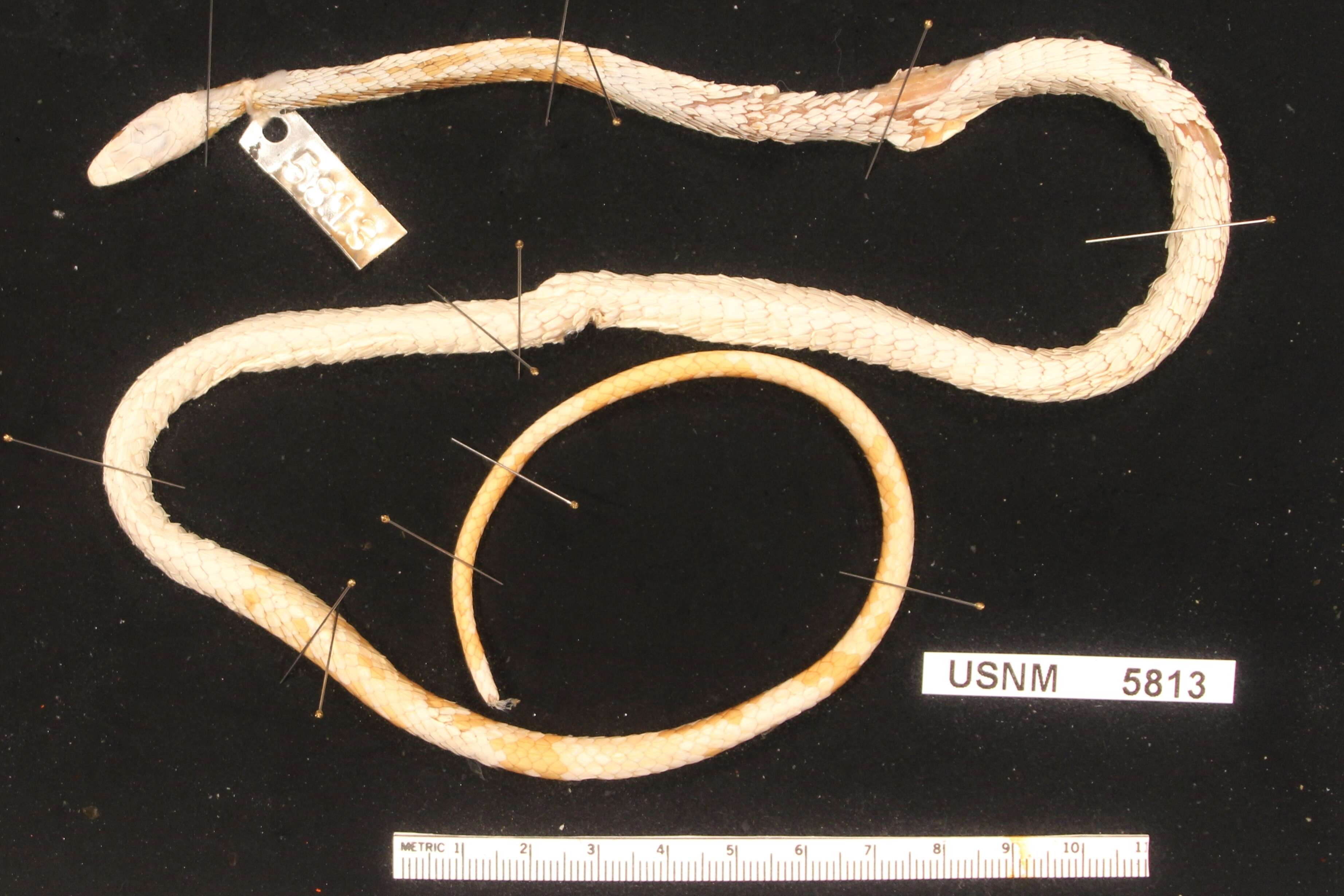 Image of Wagler's Puffing Snake