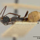 Image de Dendromyrmex nidulans nigripes Wheeler 1916