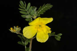 Image of Jamaican feverplant