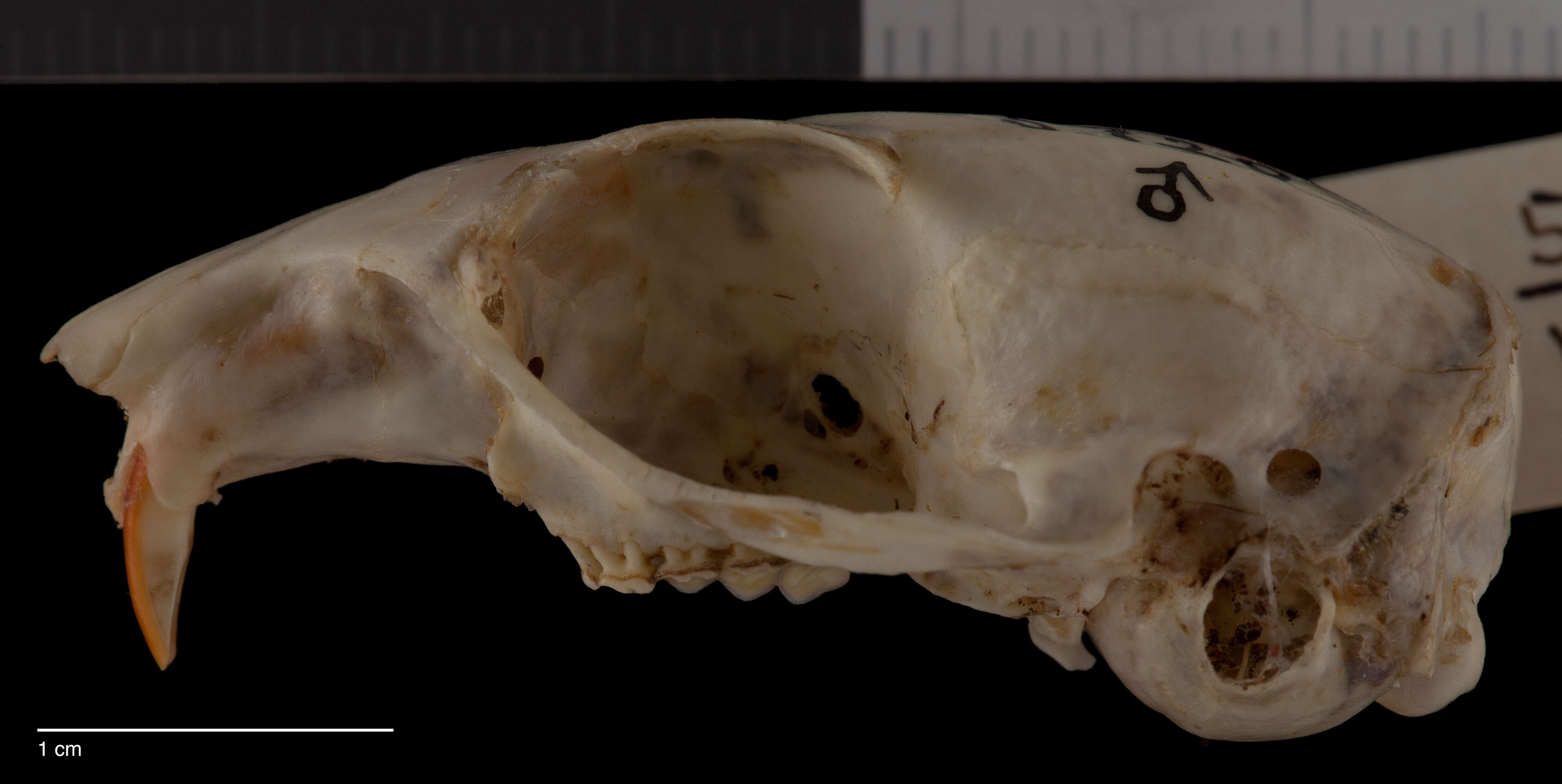 Callospermophilus lateralis chrysodeirus (Merriam 1890) resmi