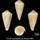 Image de Conus aureonimbosus Petuch 1987