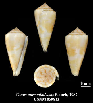 صورة Conus aureonimbosus Petuch 1987