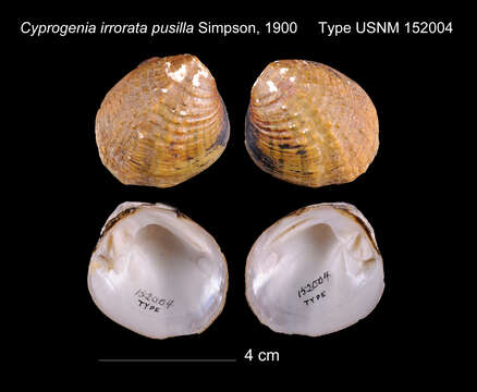 Image of Cyprogenia irrorata pusilla Simpson 1900