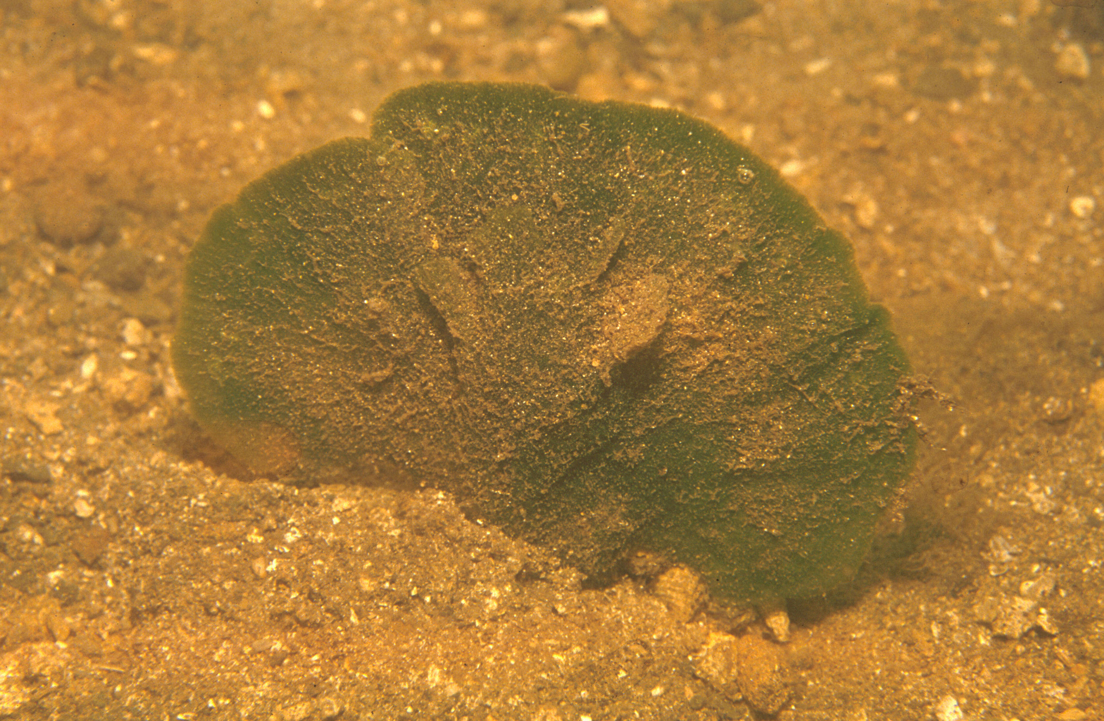 Image of Avrainvillea erecta