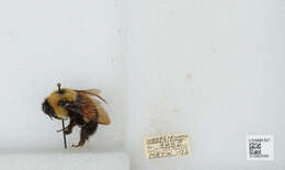 Слика од Bombus affinis Cresson 1864