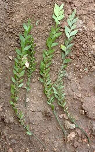 Image of Tmesipteris gracilis Chinnock