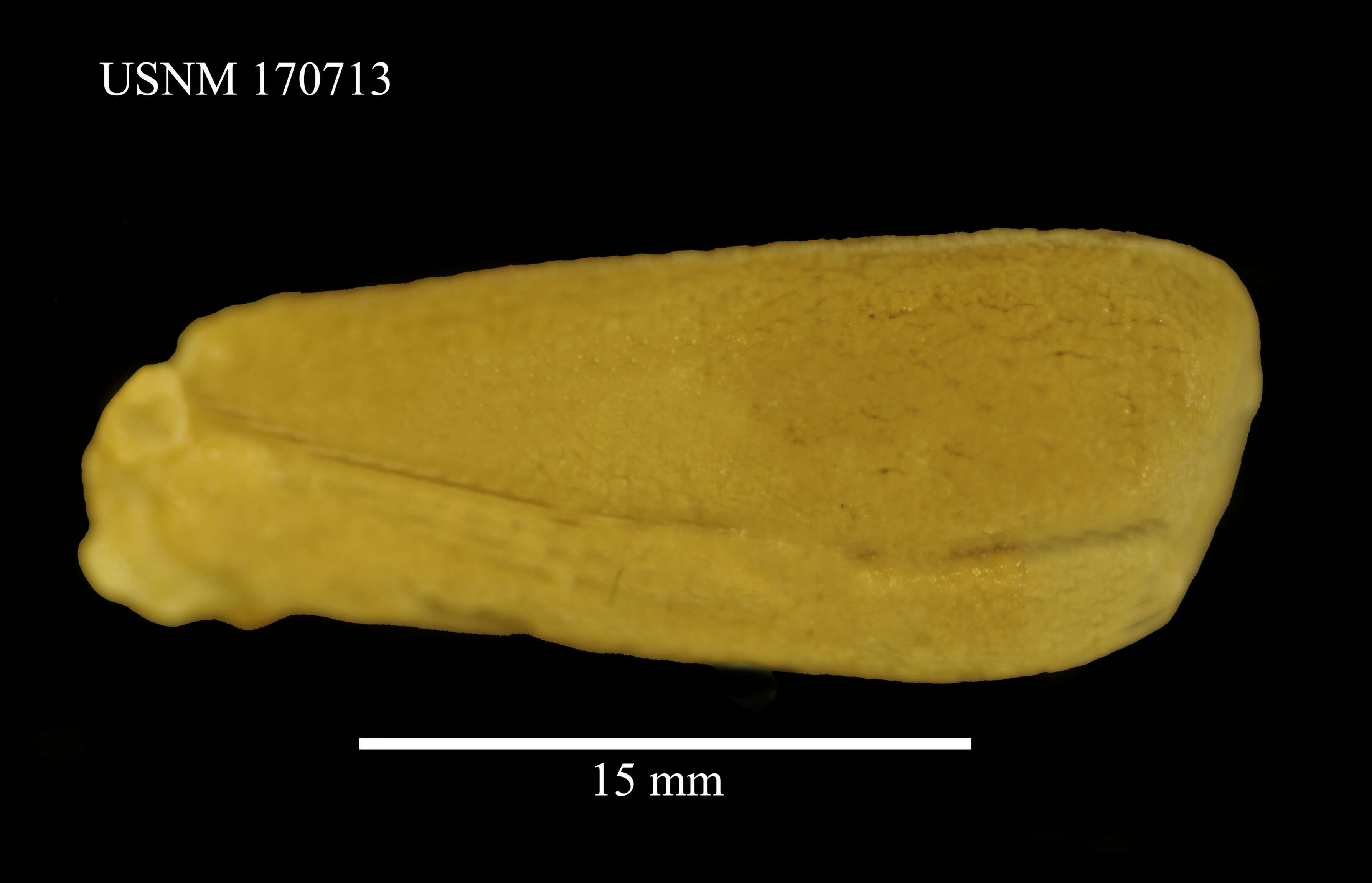 Phascolion (Montuga) lutense Selenka 1885的圖片