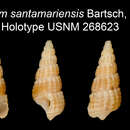 Image of <i>Bittium santamariensis</i>