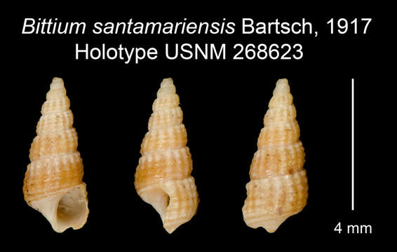 Слика од <i>Bittium santamariensis</i>