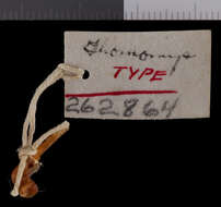 Image of Thomomys bottae planirostris Burt 1931