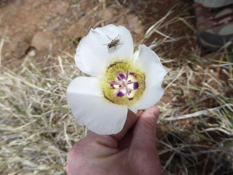 Plancia ëd Triteleia ixioides (Dryand. ex W. T. Aiton) Greene