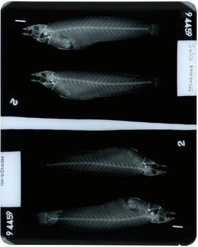 Image of Mediterranean rainbow wrasse