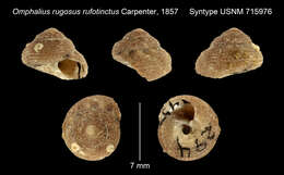 Image of Omphalius Philippi 1847