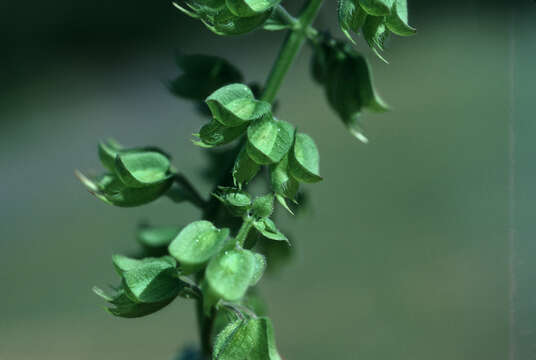 Слика од Ocimum campechianum Mill.