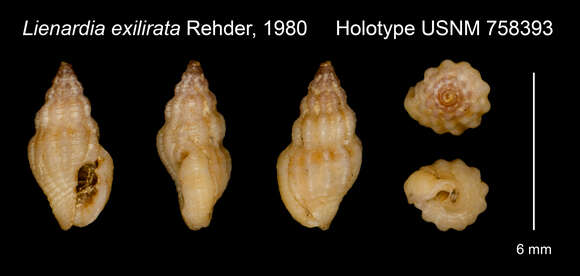 Image of Lienardia exilirata Rehder 1980