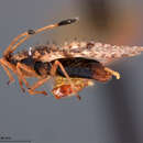 Image of Acanthocheila sigillata Drake & Bruner 1924