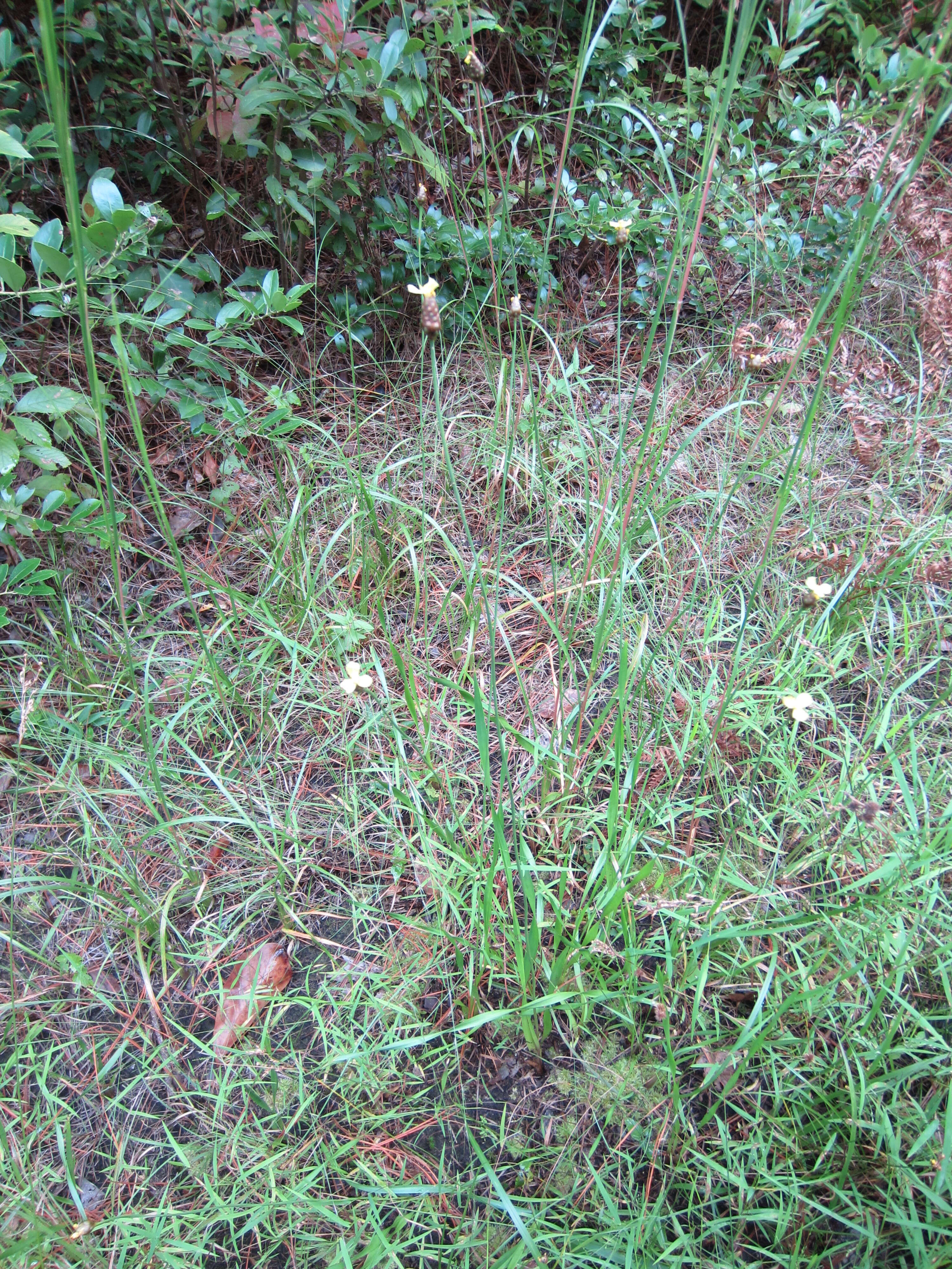 Image of Tall Yellow-Eyed-Grass